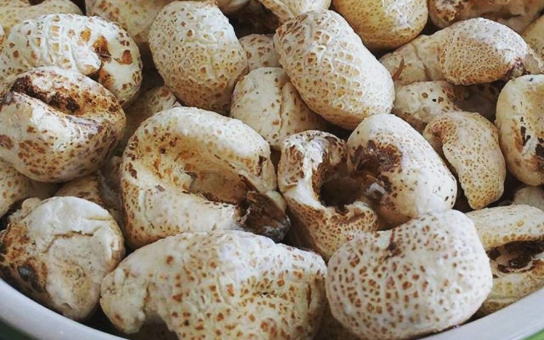 LOS CEREALES COMO COMPLEMENTO NUTRICIONAL